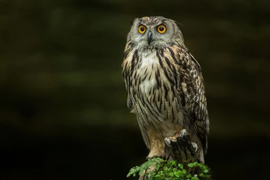 Owl Computer Wallpapers, Desktop Backgrounds