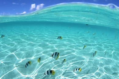 16 Underwater HD Wallpapers