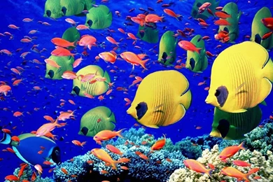 Underwater Fish Desktop Wallpapers