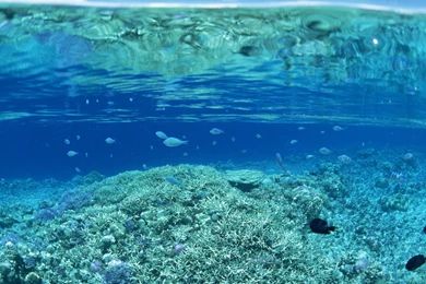 Ultra HD 4K Under Water Wallpapers HD, Desktop Backgrounds 3840x2400