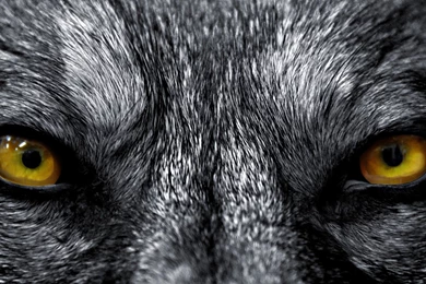 Download Artwork 3D Wallpapers 1920X1080