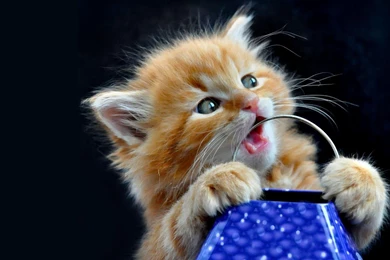Wallpapers Download Cute Kittens Desktop Wallpaper Backgrounds ...