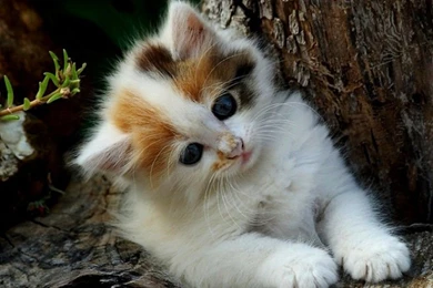 Cute Kitten Wallpapers For Desktop Imgbucket Com Bucket List ...