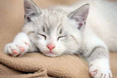 White Cat Sleeping Wallpapers Img Need   PowerballForLife