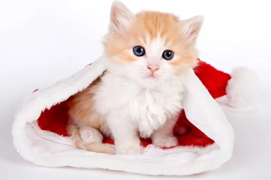 Wallpapers For Gt Cute Kitten Desktop 1920x1080PX Kittens ...