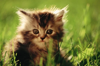 Backgrounds For Gt Cute Kittens Wallpapers Desktop Cute Desktop ...