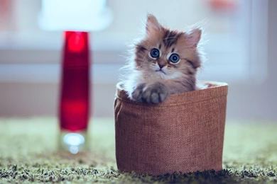 Kitten Desktop Backgrounds   Wallpapers