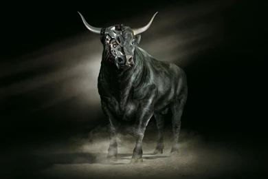 Black Bull Animal Pictures