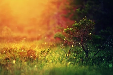 Mystical Sunshine Nature Mac Wallpapers Download
