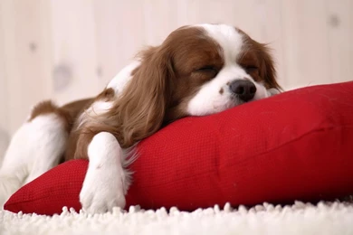 Desktop Wallpapers · Gallery · HD Notebook · Spaniel Laptop ...