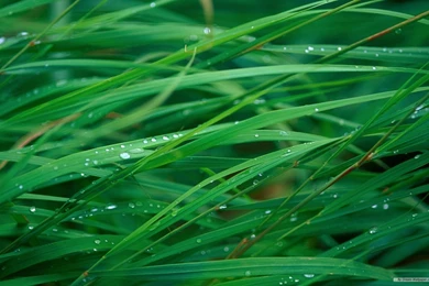 Free Wallpapers   Free Nature Wallpapers   Mac OS X The Lion Apple ...