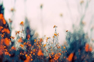 Nature Apple Mac Wallpapers Wild Flowers And Plants   1600x1200 ...