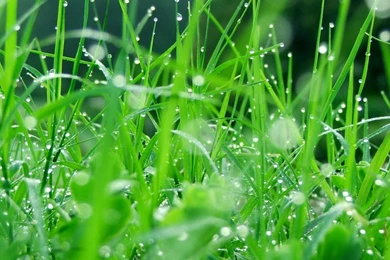 Nature 1 Mac Wallpapers Download