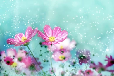 Desktop Wallpapers And Backgrounds   Wallpapers Online