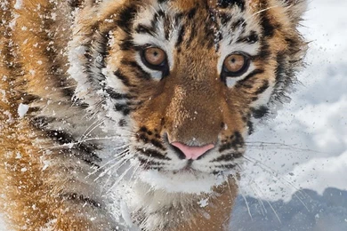 HD animals mobile phone wallpapers 800x1280 05.jpg