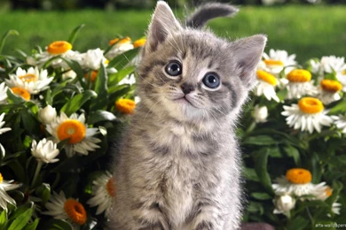 Lots Of Kittens Wallpapers High Definition