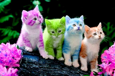 Cats: Colored Kitties Kittens Cats Colors Cute Wallpapers Pictures ...