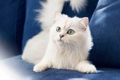 Cute White Cat Wallpapers Kitten Free Download HD Widescreen For ...