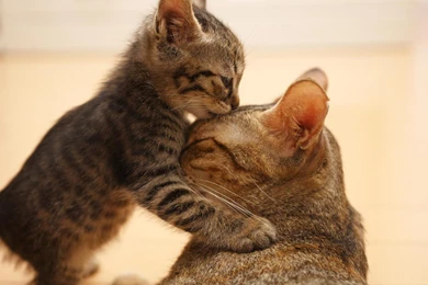 Cat Wallpapers Kitten Wallpapers Picture Desktop Backgrounds ...