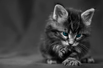 Cute Black Cat Desktop Wallpapers