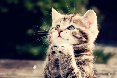 Kitten Wallpapers Wide