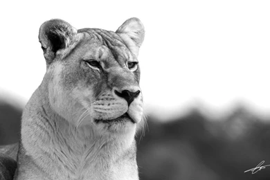 Lioness Widescreen Wallpapers By Cameron Jung On DeviantArt