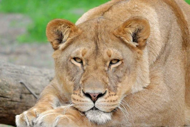 Big Lioness Wallpapers   (