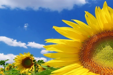 Sunflower Wallpapers Hd   1752414