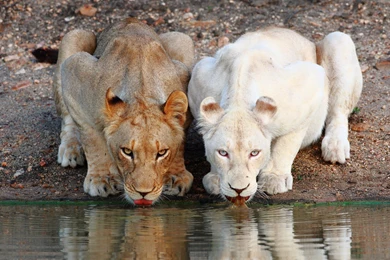 Lionesses_white_drinking 2560x1600.jpg