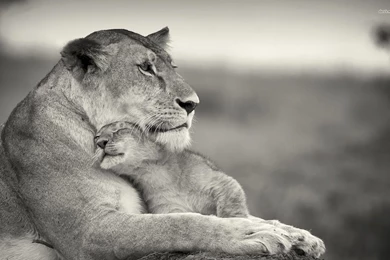 Lioness With Cub Wallpapers   Animal Wallpapers