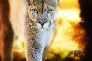 Lioness photoshoot wallpaper.jpg