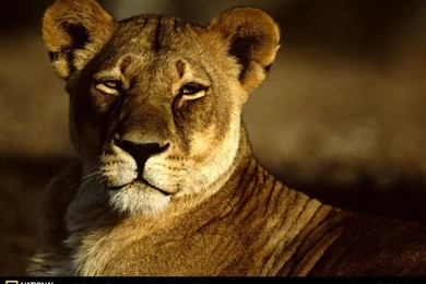 African Lioness
