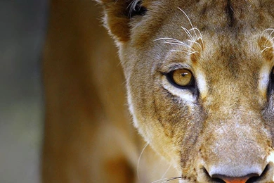 Download Wallpapers 2560x1024 Lioness, Face, Eyes, Predator Dual ...