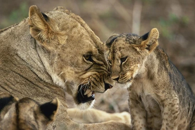 Images Of Lioness Wallpapers