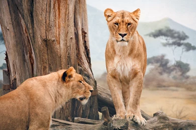 African Lioness Wallpapers