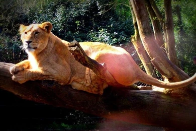 Young Asiatic Lioness Wallpapers By Lena Panthera On DeviantArt