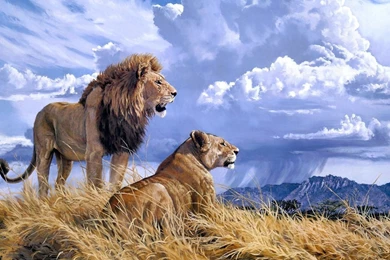 Lion And Lioness Wallpapers   Free Wide HD Wallpapers