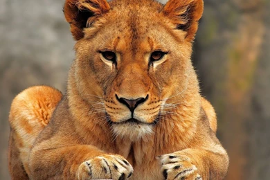 Lioness Pictures Wallpapers