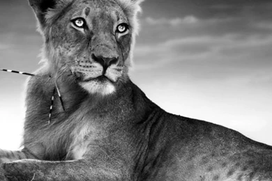 Lioness 640x1136.jpg