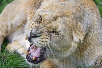 Angry Lioness Wallpapers   Animal Wallpapers
