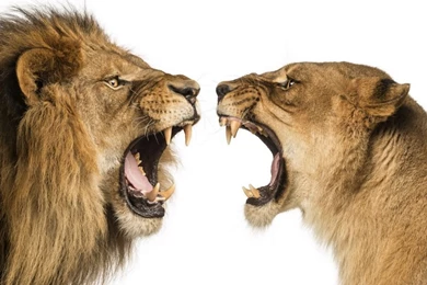 Lion Lioness HD Desktop Wallpapers : High Definition : Fullscreen ...