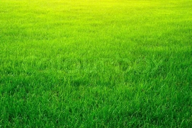 Green Grass Backgrounds