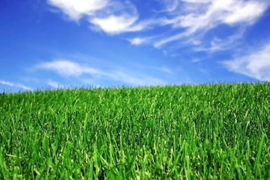 Grass Backgrounds Photography Photo By XxbleedinsanexX