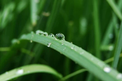 Top Grass Close Up Wallpaper Images For Pinterest