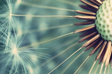 Dandelion Close Up Wallpapers   Photography Wallpapers