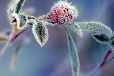 Cream Hanging Close Up iPhone 5s Wallpapers Download