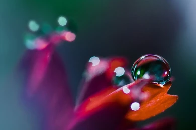 Macro Photography Close Up Photos Of Water Drops On Flower ...