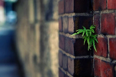 1920x1080 Plant Urban Brick Wall Wallpapers
