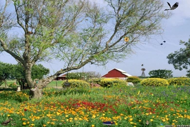 Fieldofs Spring Wallpapers Free Desktop Backgrounds   Free Wallpapers ...