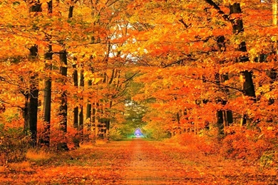 Autumn roads desktop backgrounds for mac.jpg